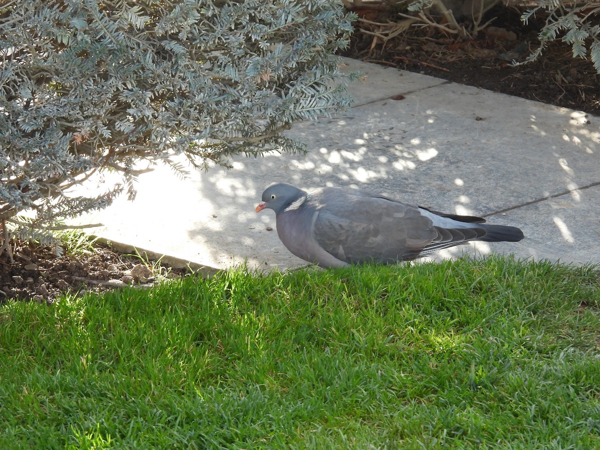 モリバト - ML645947149