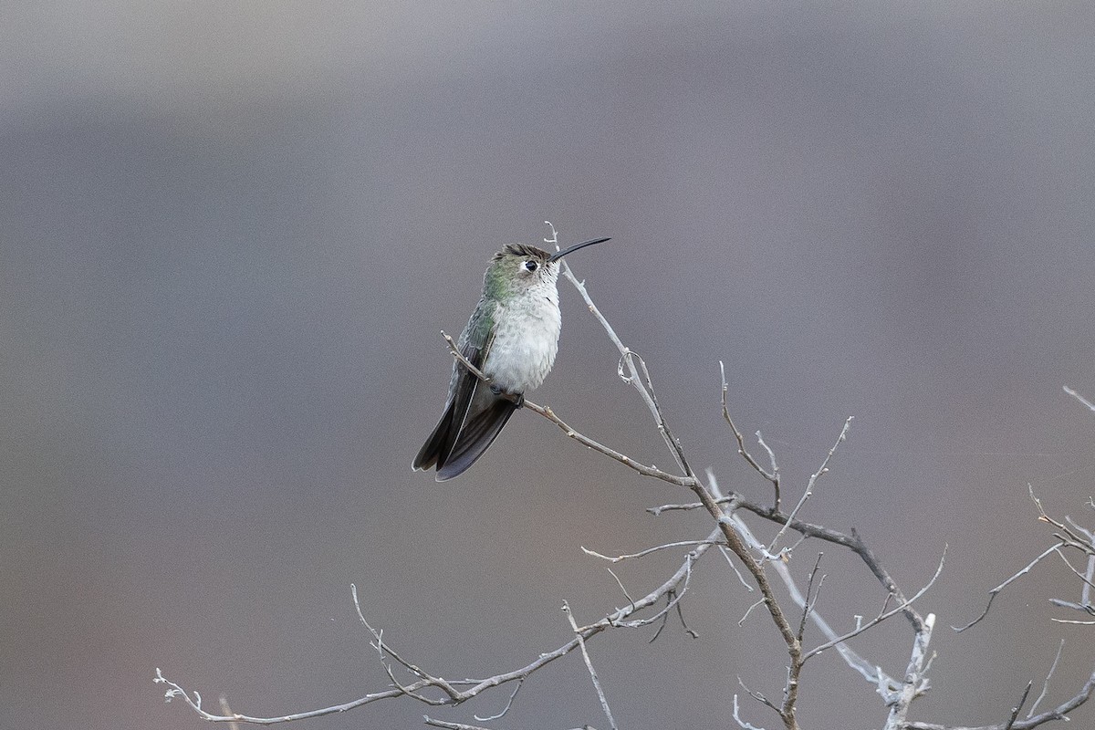 Spot-throated Hummingbird - ML645947154