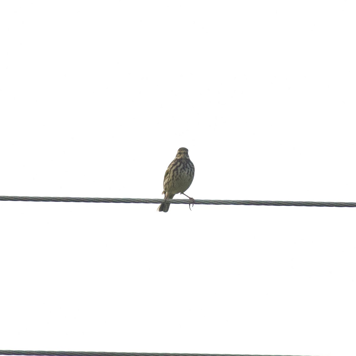 Olive-backed Pipit - ML645947156