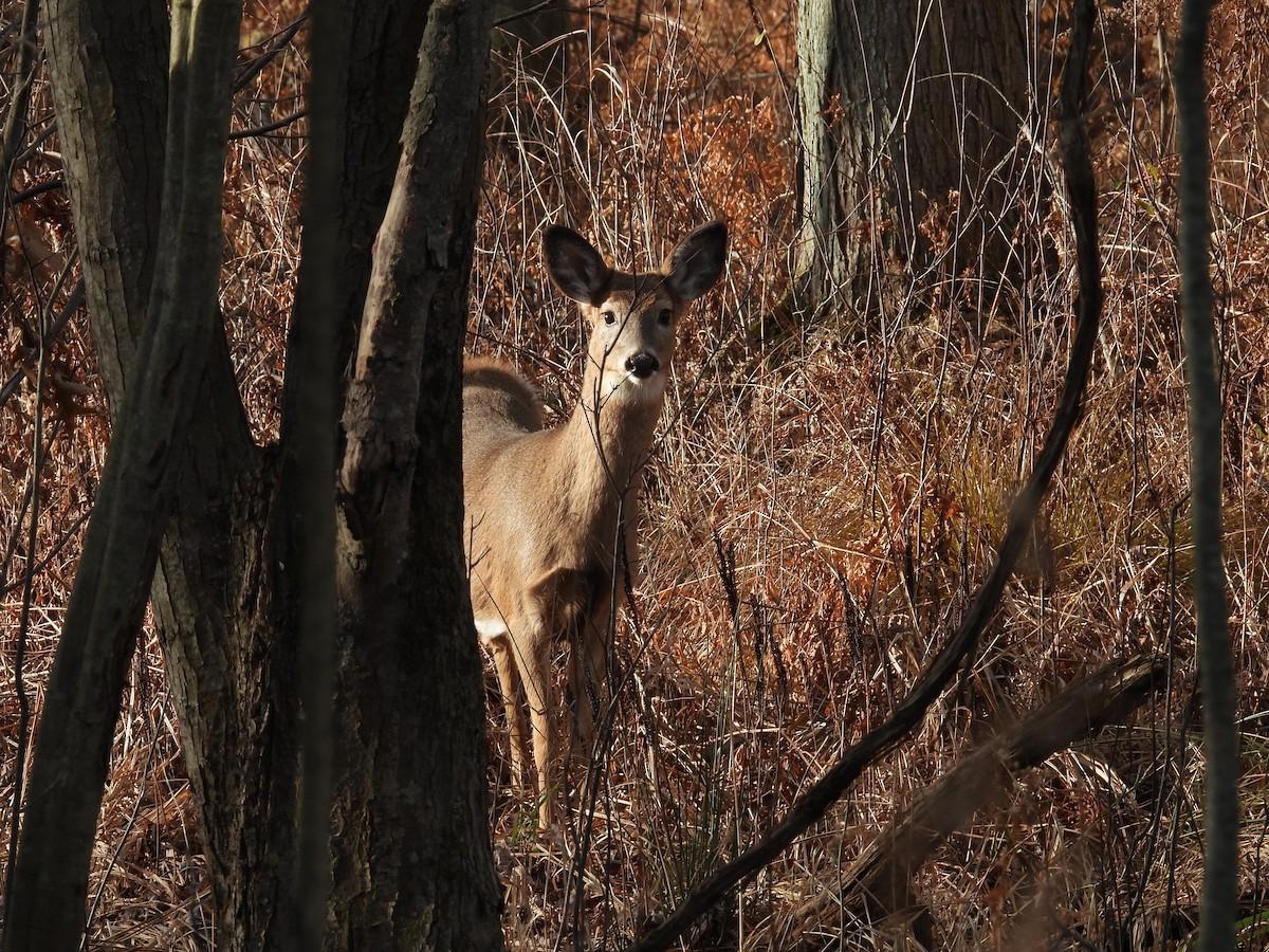 Deer - ML645947157