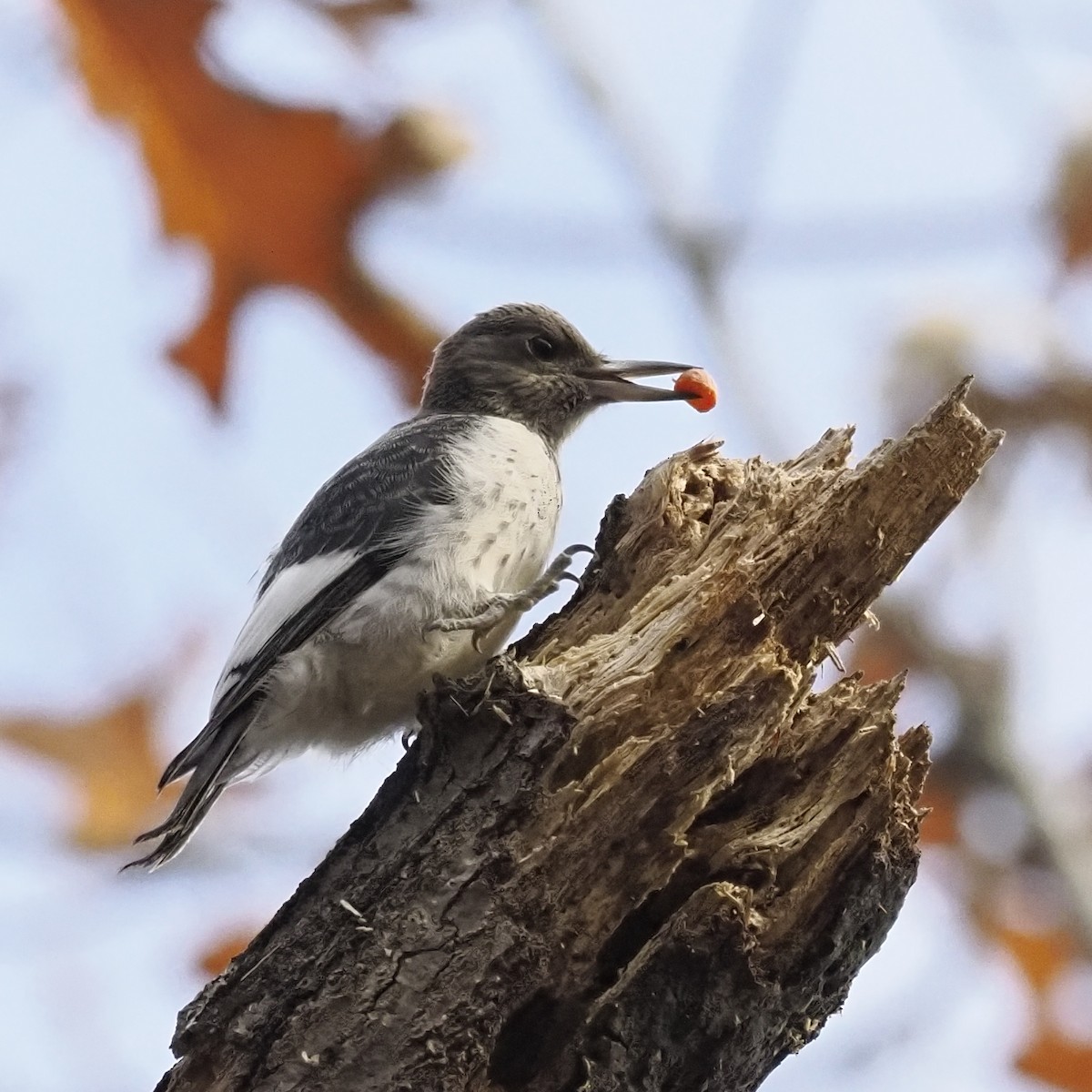 ズアカキツツキ - ML645947159