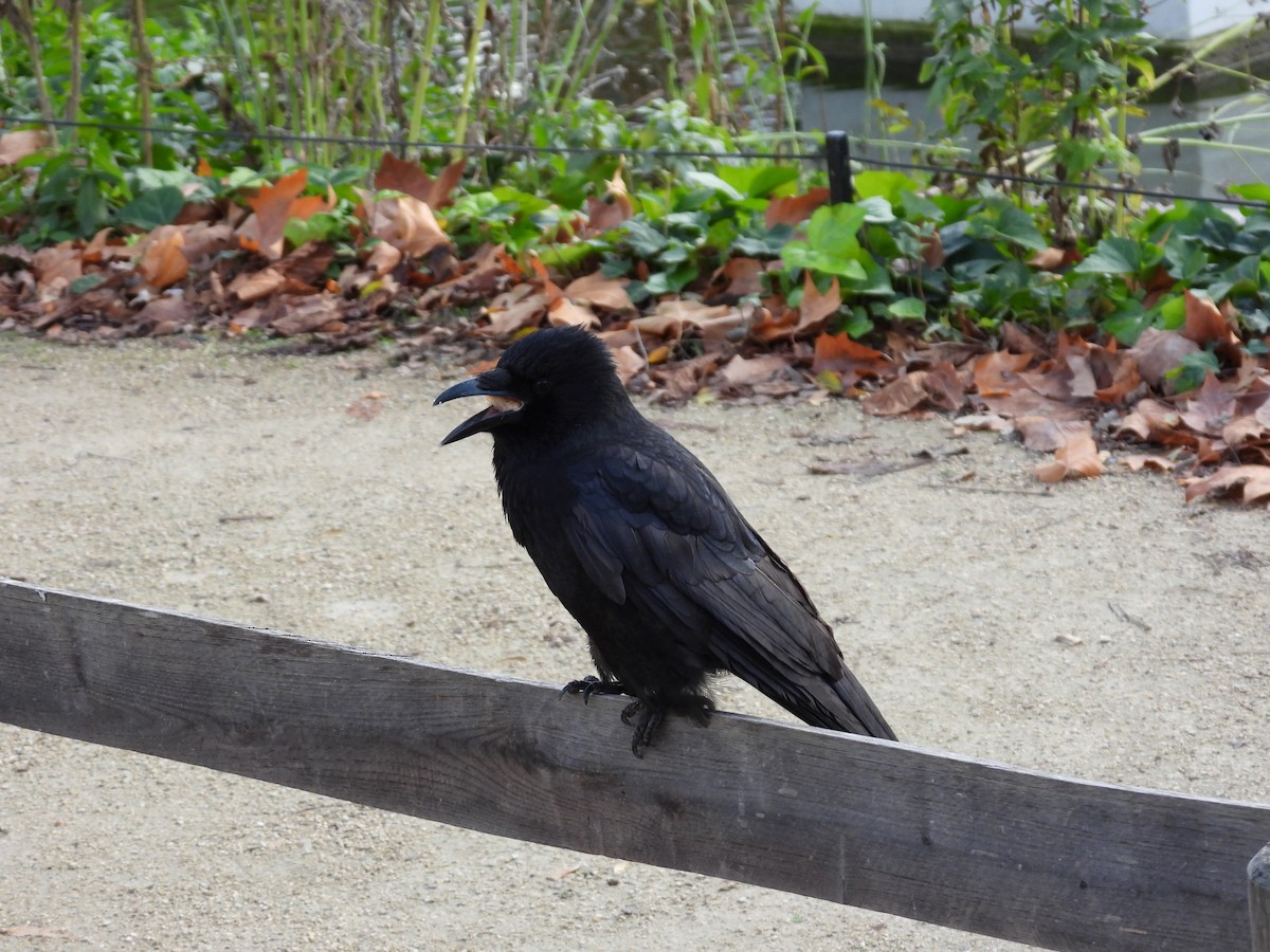 ハシボソガラス - ML645947165