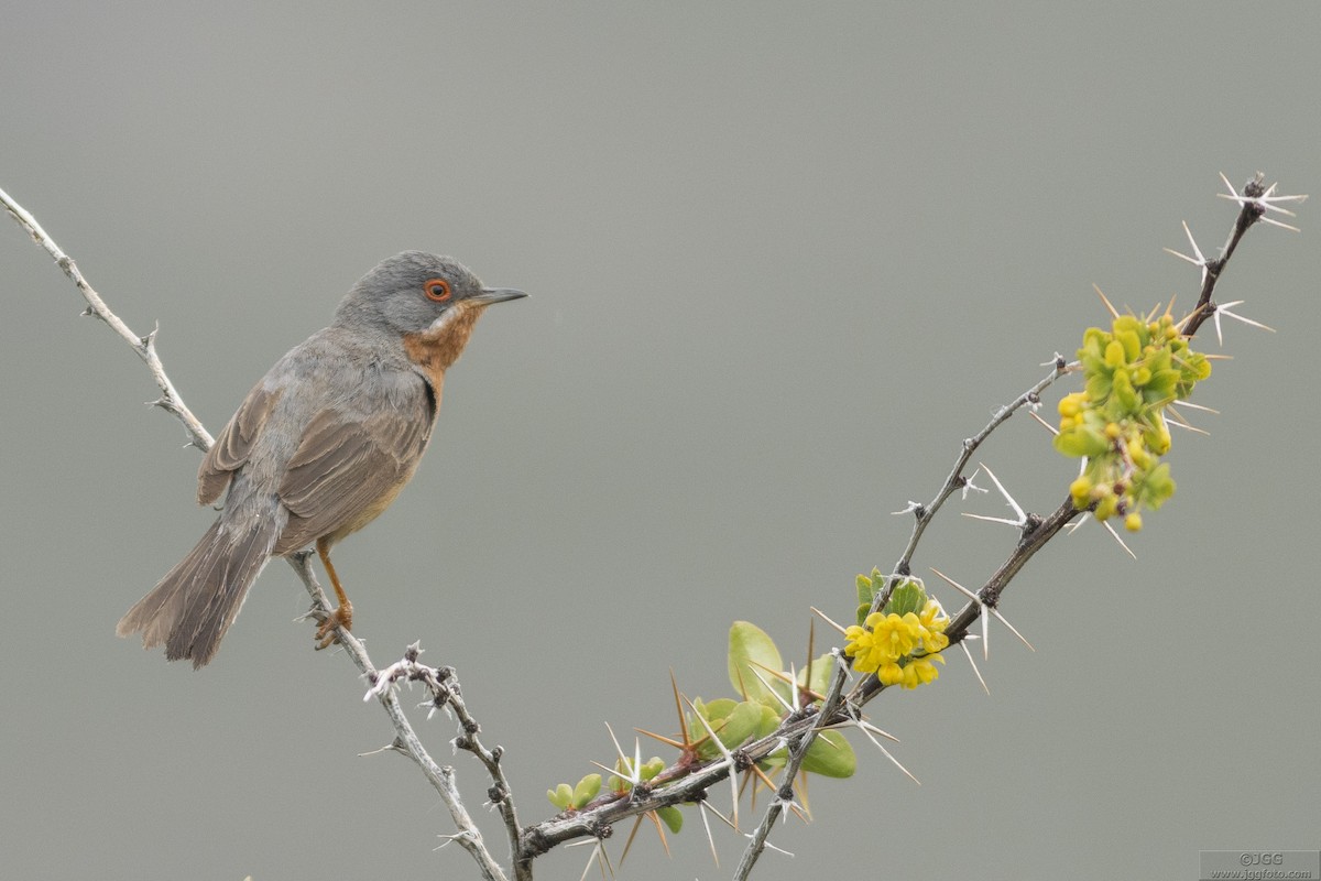 Fauvette passerinette - ML645947166