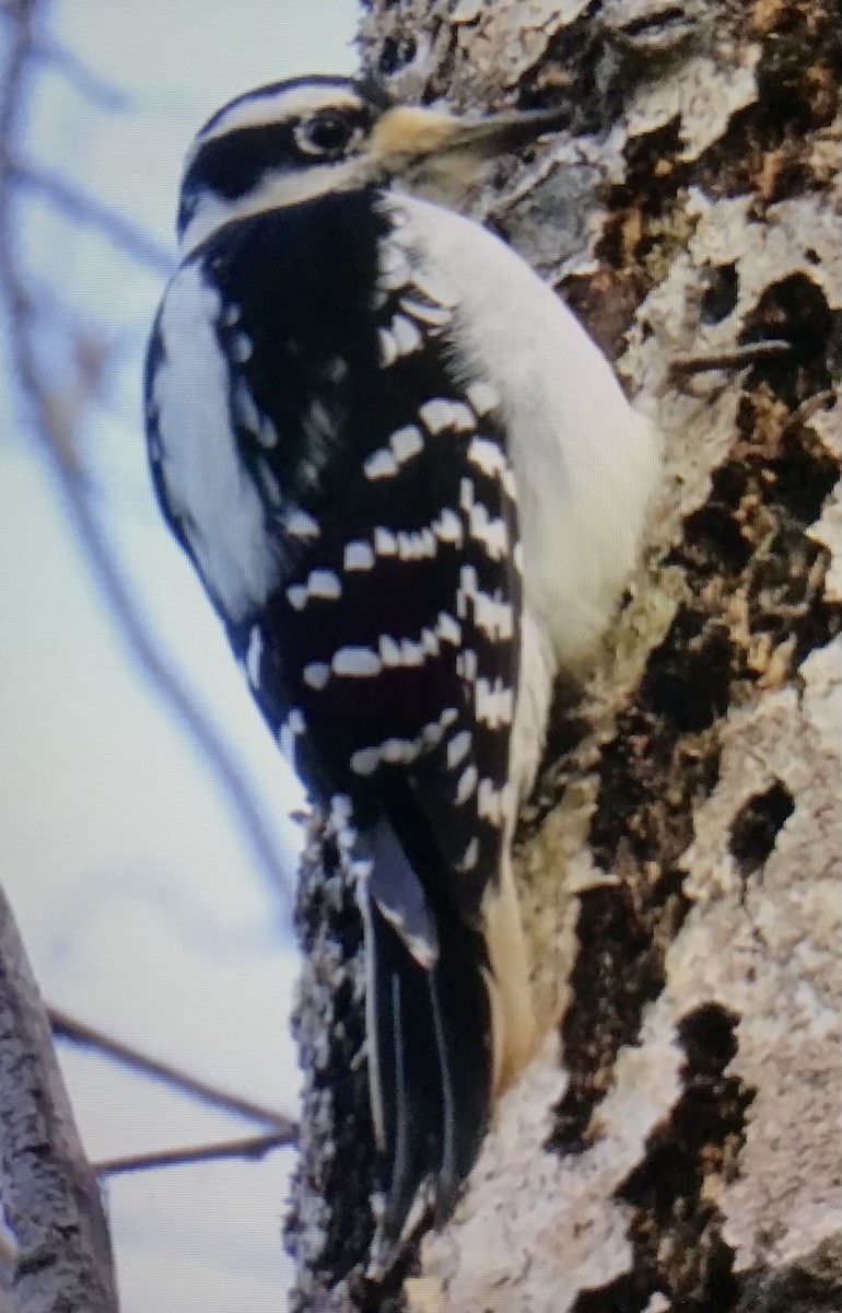 Hairy Woodpecker - ML645947167