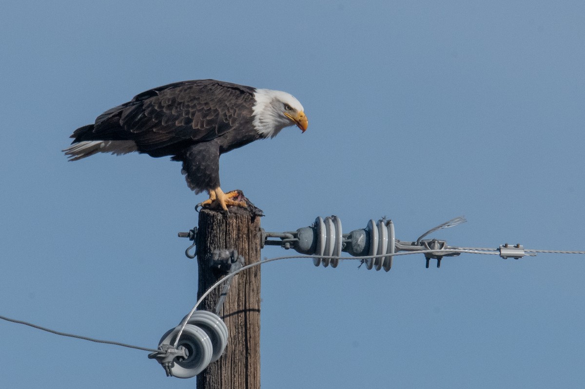 Bald Eagle - ML645947168
