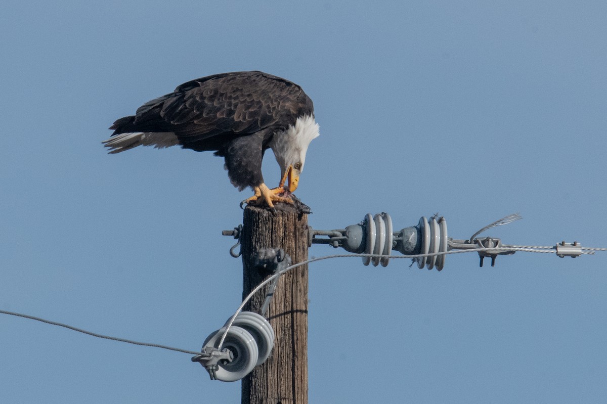 Bald Eagle - ML645947169