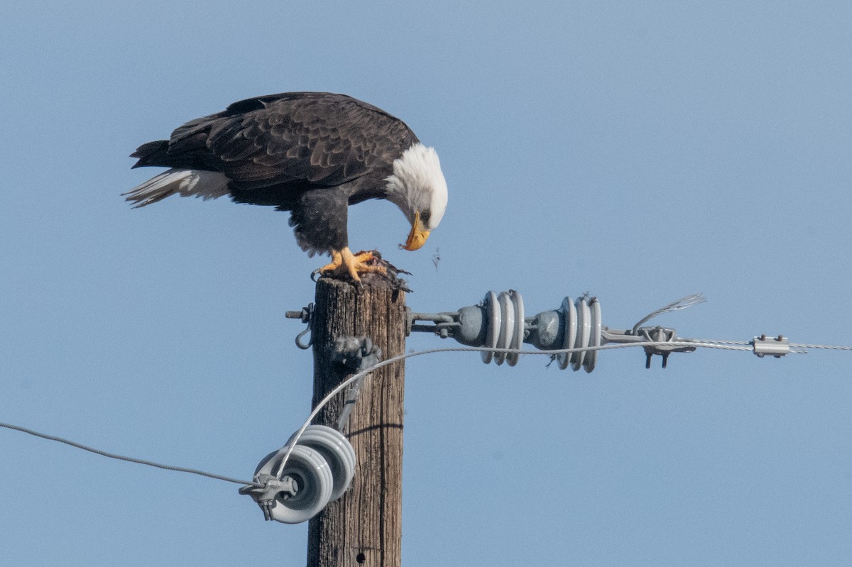 Bald Eagle - ML645947170