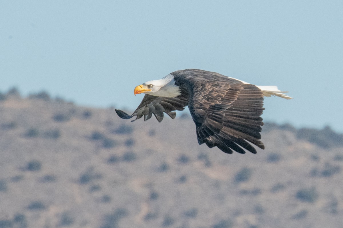 Bald Eagle - ML645947173