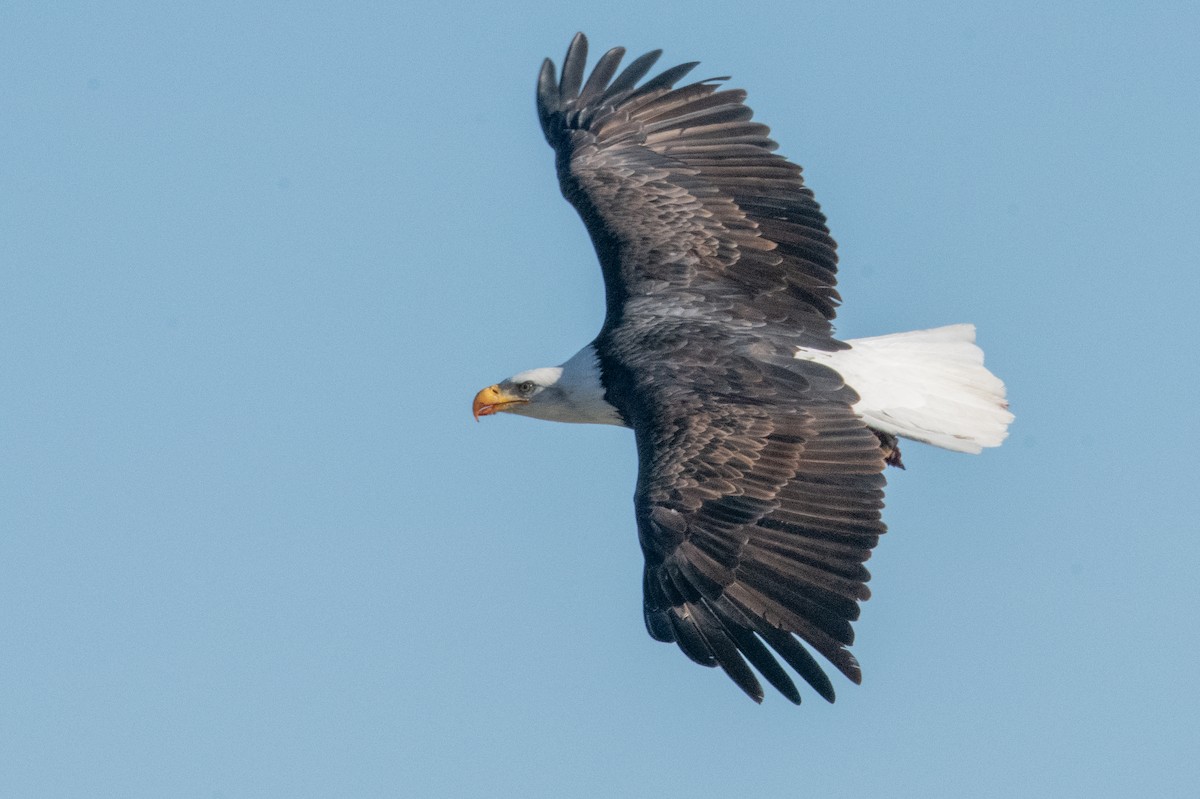 Bald Eagle - ML645947174