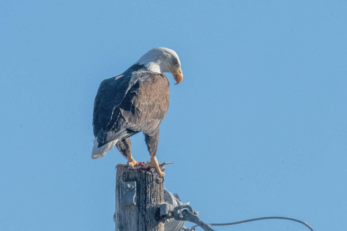 Bald Eagle - ML645947176