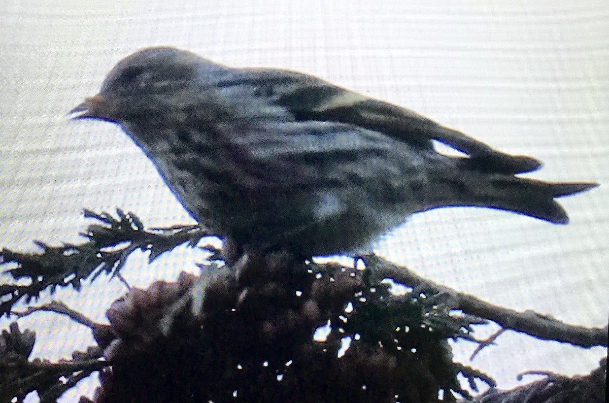 Pine Siskin - ML645947183