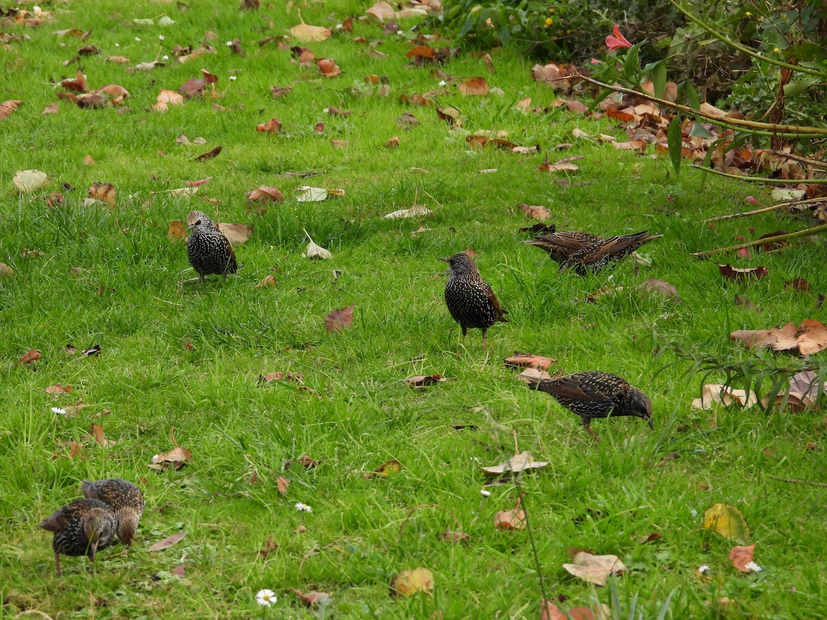 ホシムクドリ - ML645947185