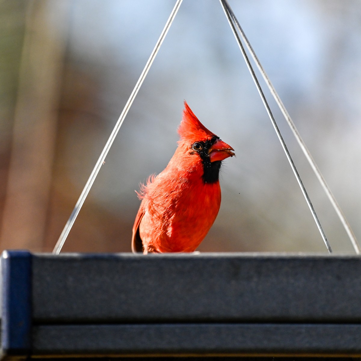 Northern Cardinal - ML645947186