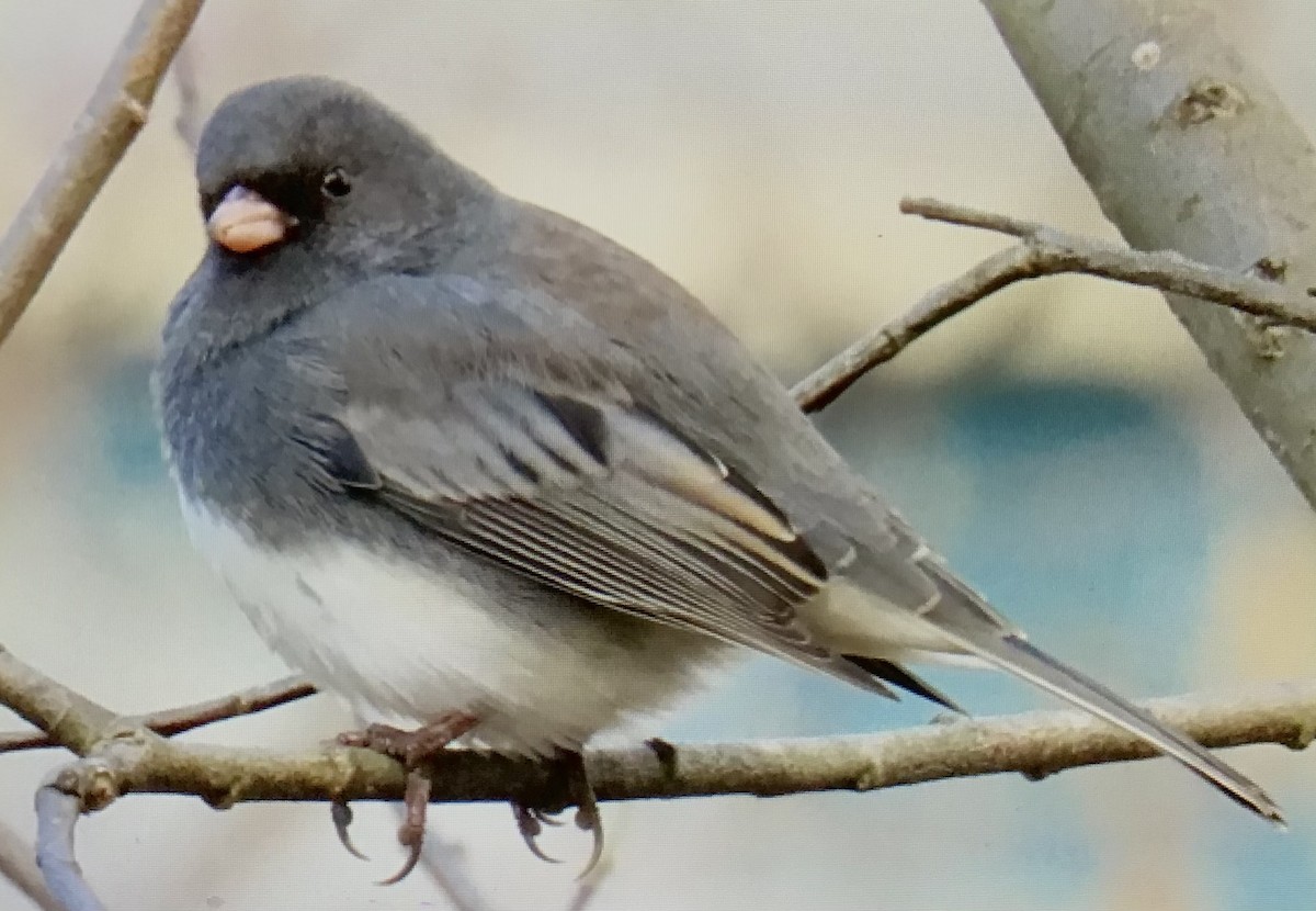 Dark-eyed Junco - ML645947187