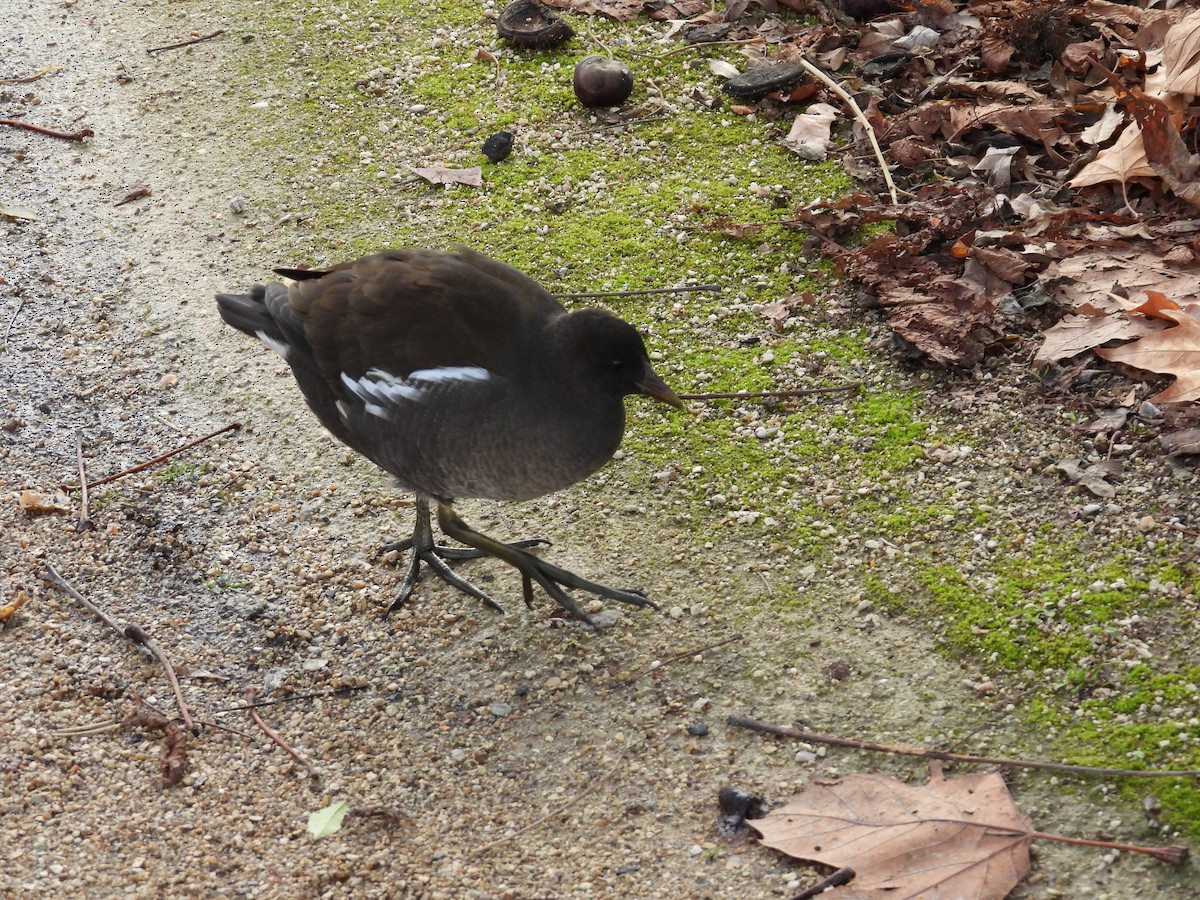 バン - ML645947188