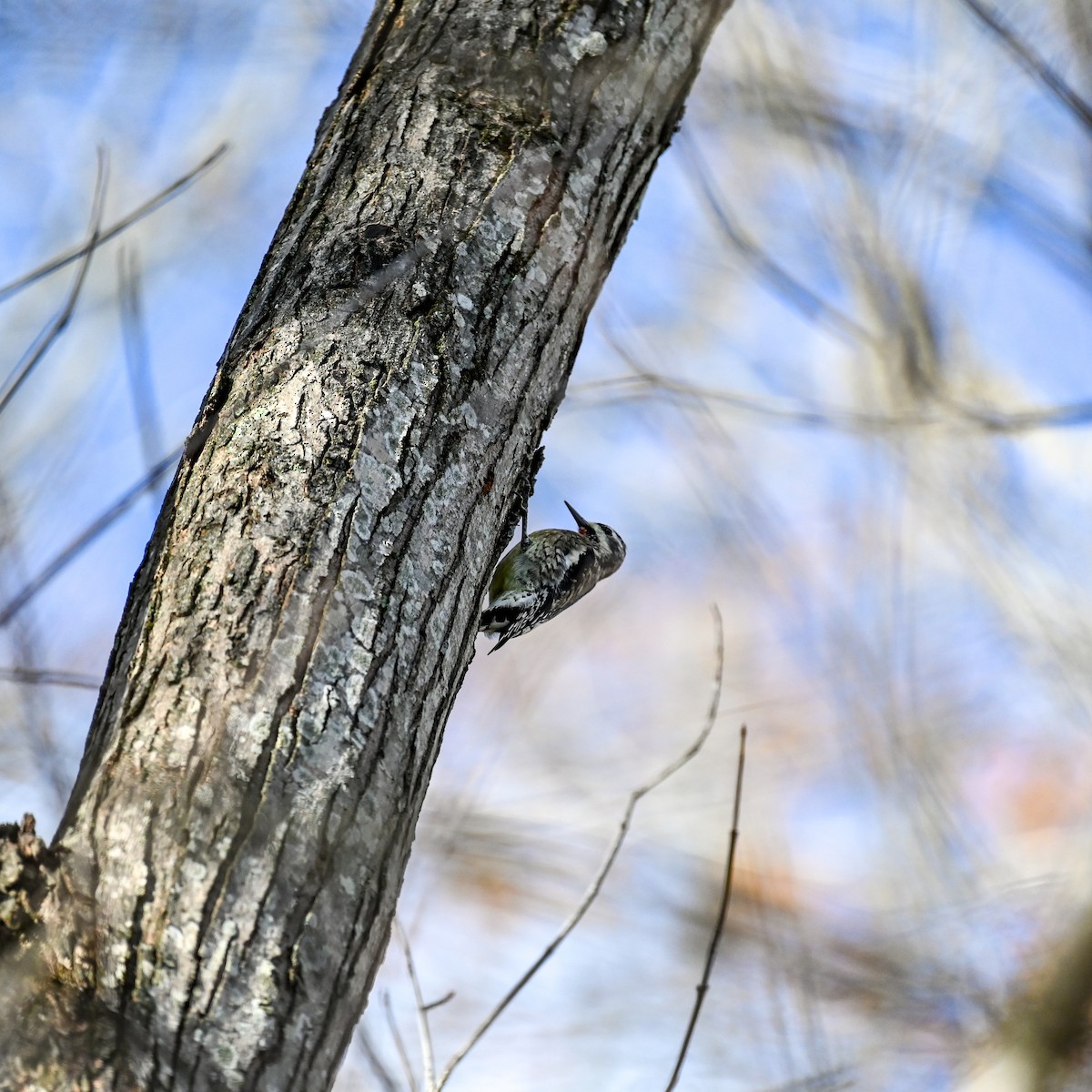 Yellow-bellied Sapsucker - ML645947189