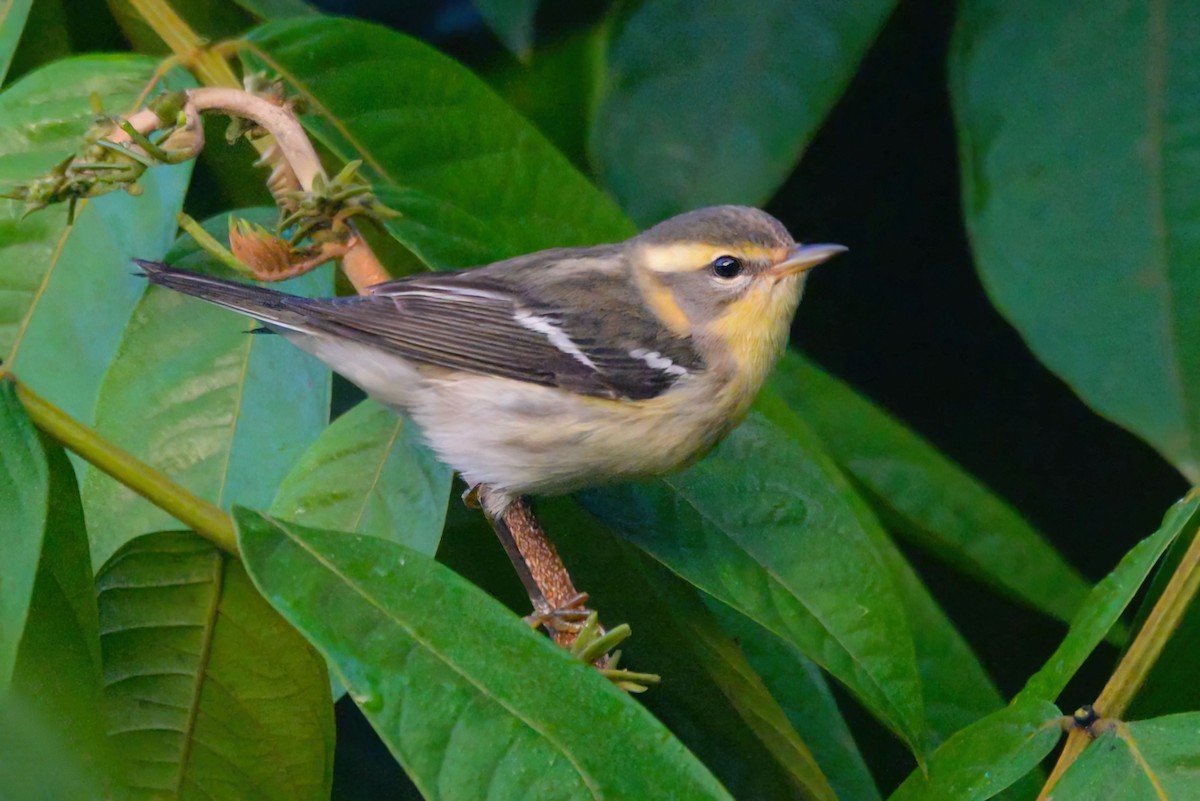 Blackburnian Warbler - ML645947190