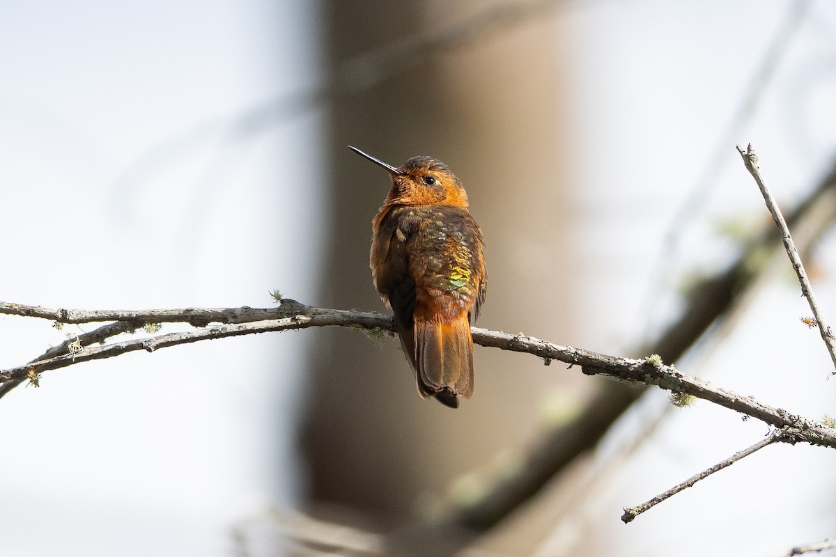 Shining Sunbeam - ML645947207