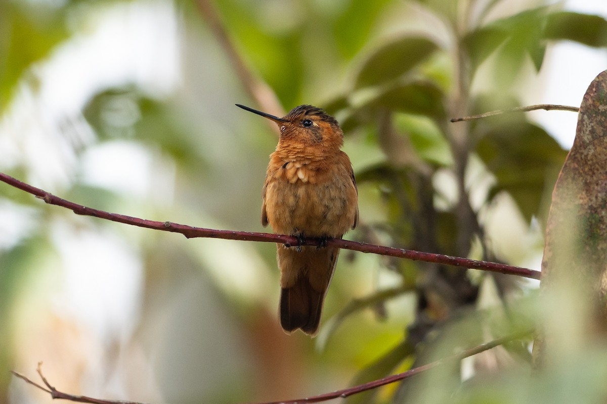 Shining Sunbeam - ML645947208