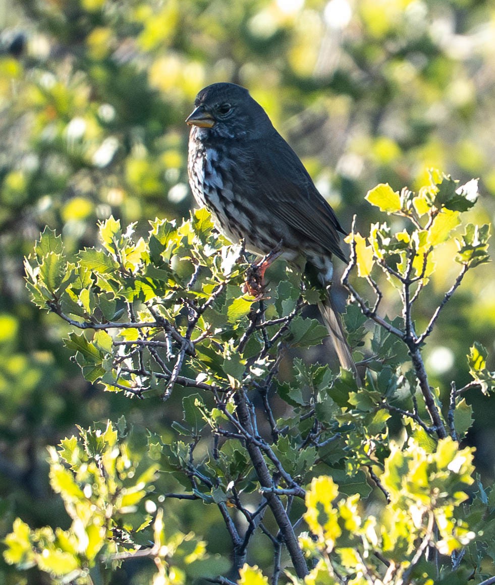 strnadec kaštanový - ML645947236