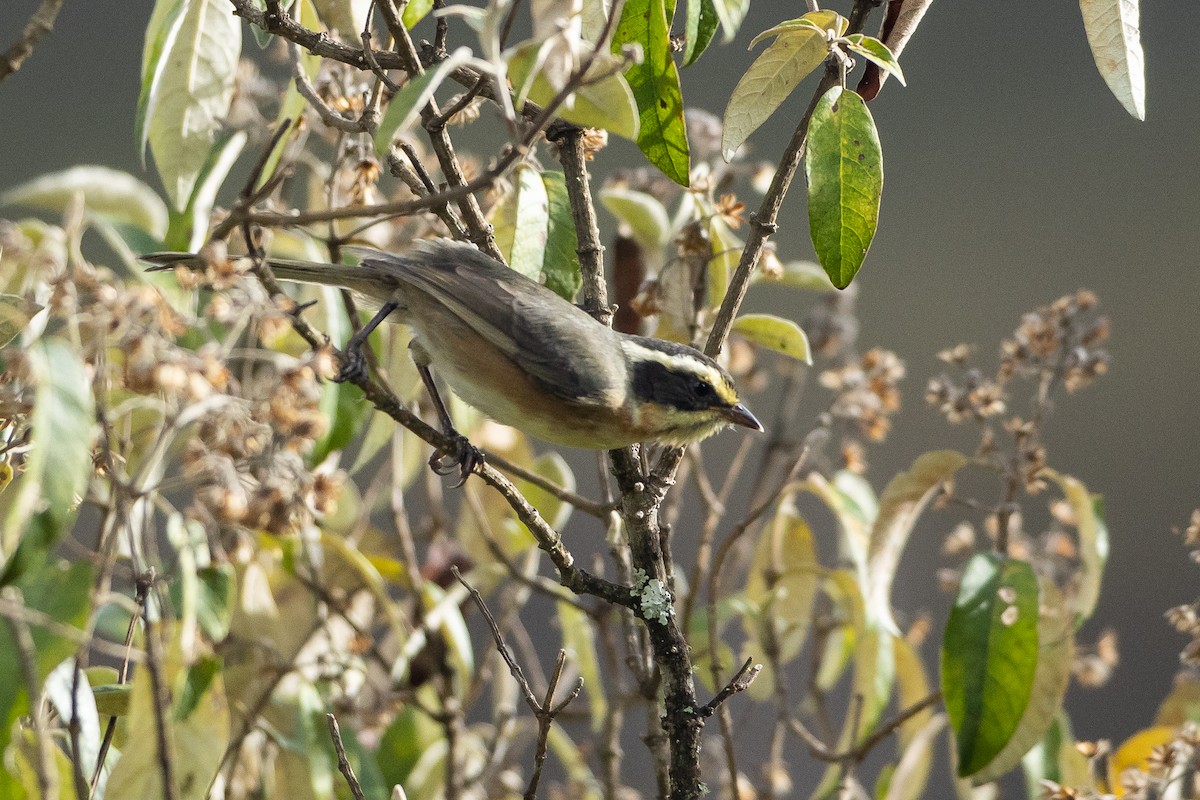 Plain-tailed Warbling Finch - ML645947240