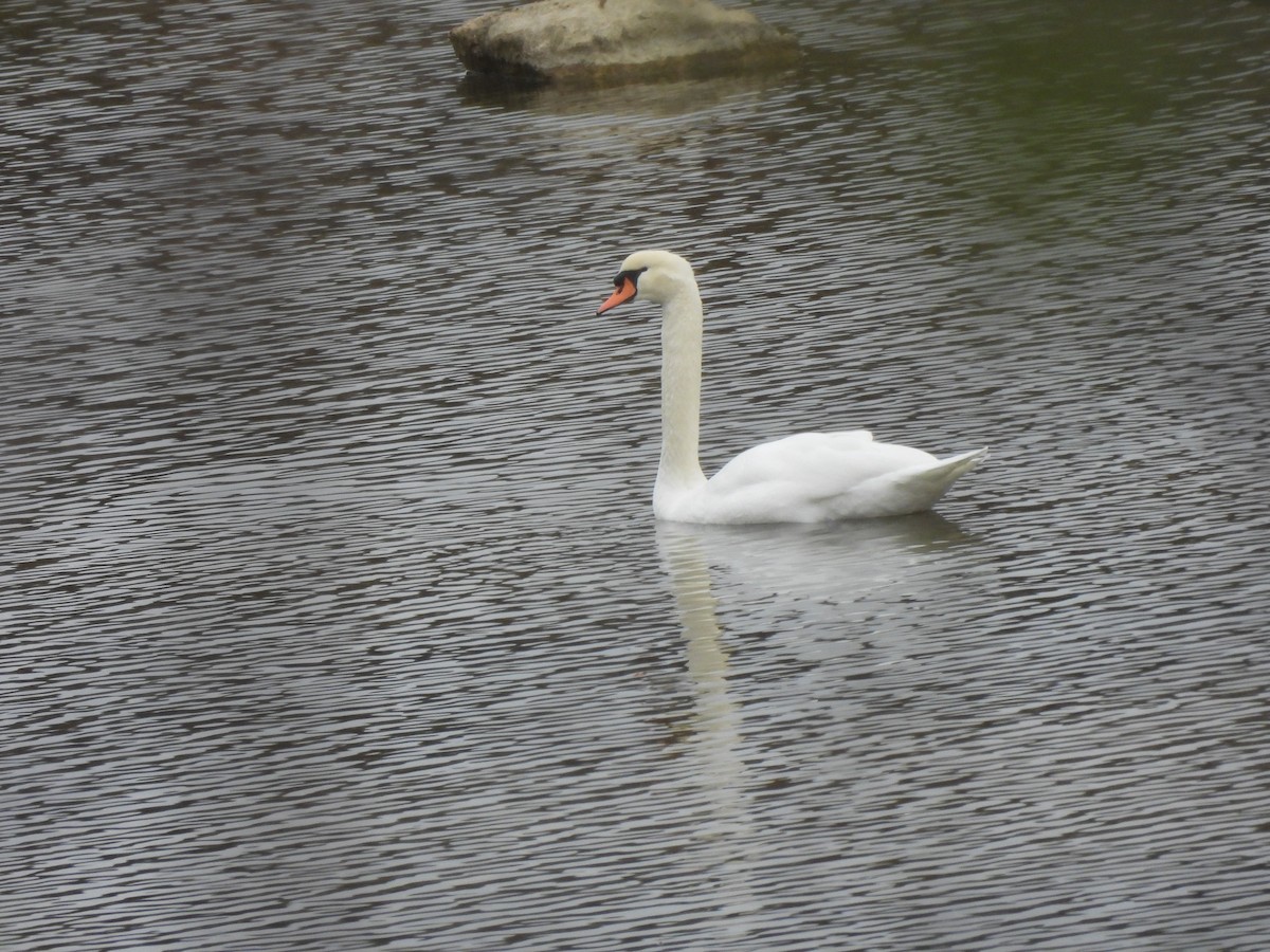 Mute Swan - ML645947244