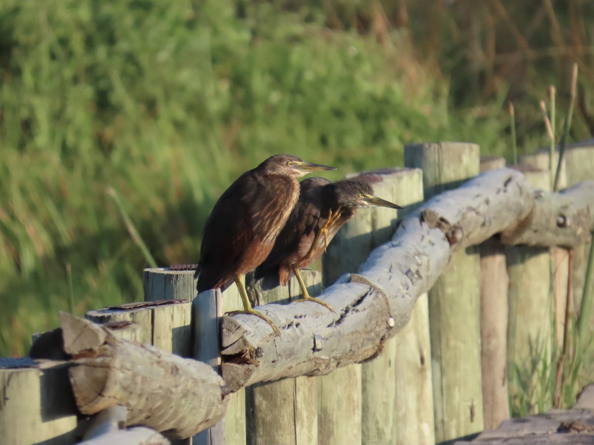 Рыжебрюхая цапля - ML645947246