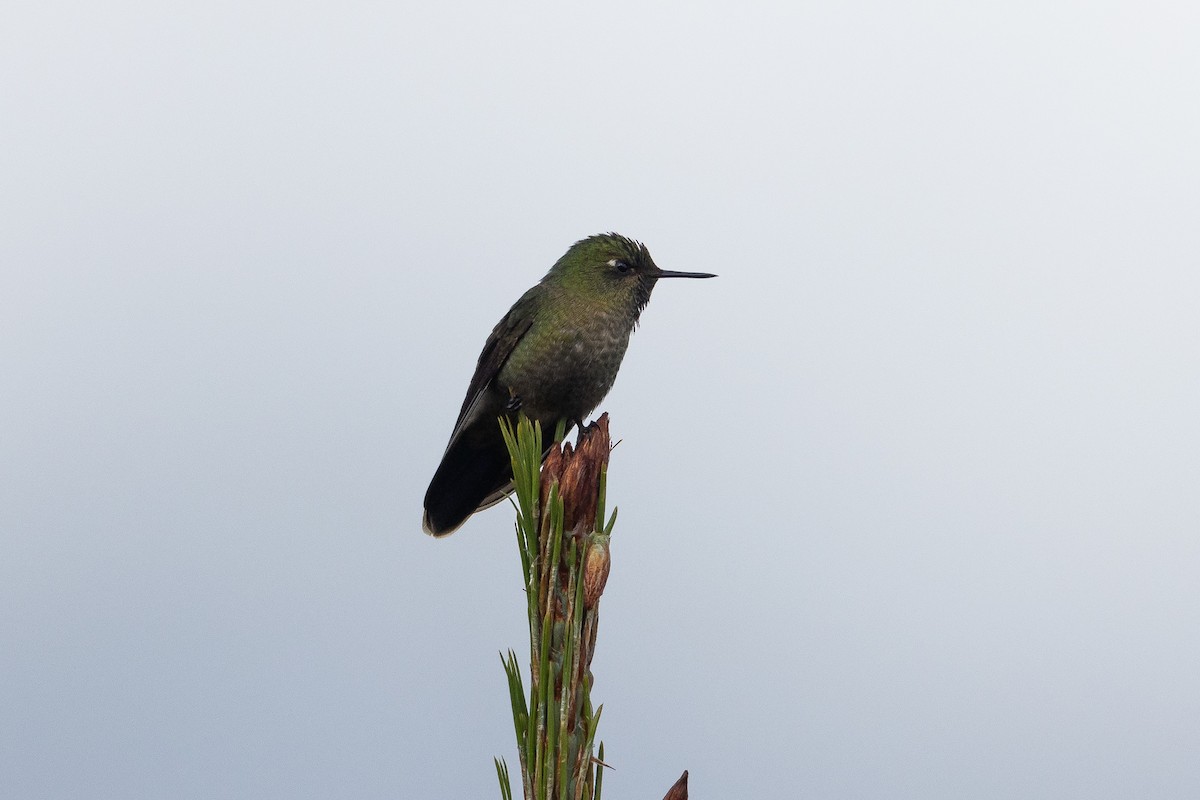 Tyrian Metaltail - ML645947247