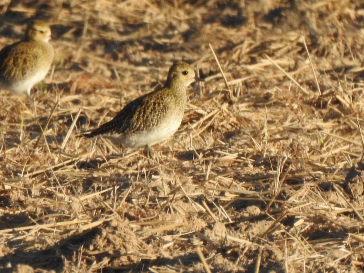 Сивка звичайна - ML645947248