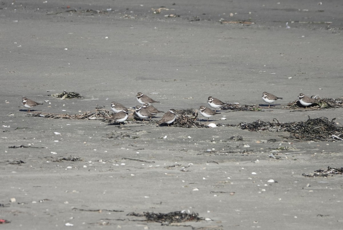 Хүзүүвчит хиазат - ML645947250