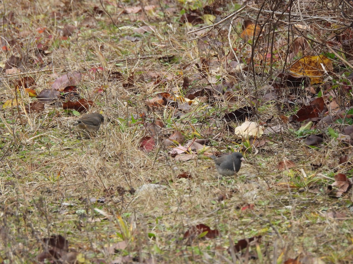 Dark-eyed Junco - ML645947251