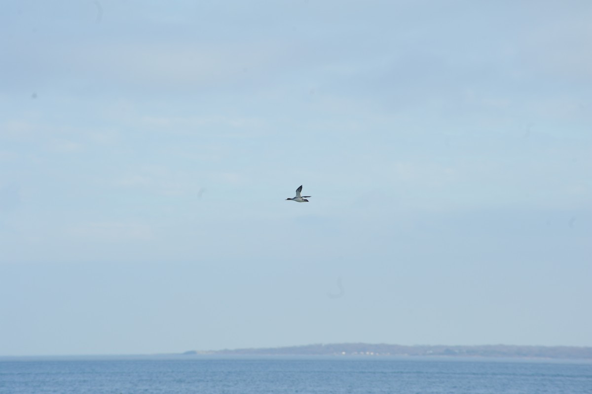 紅胸秋沙 - ML645947253