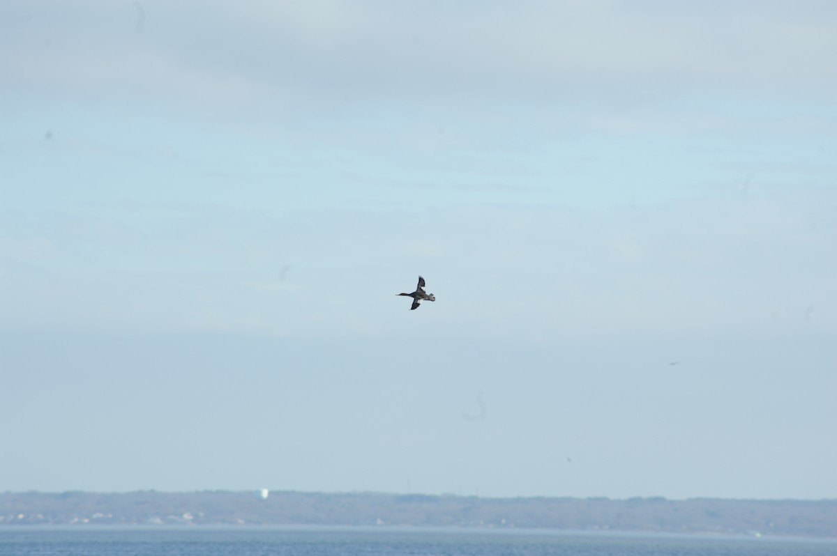 紅胸秋沙 - ML645947254