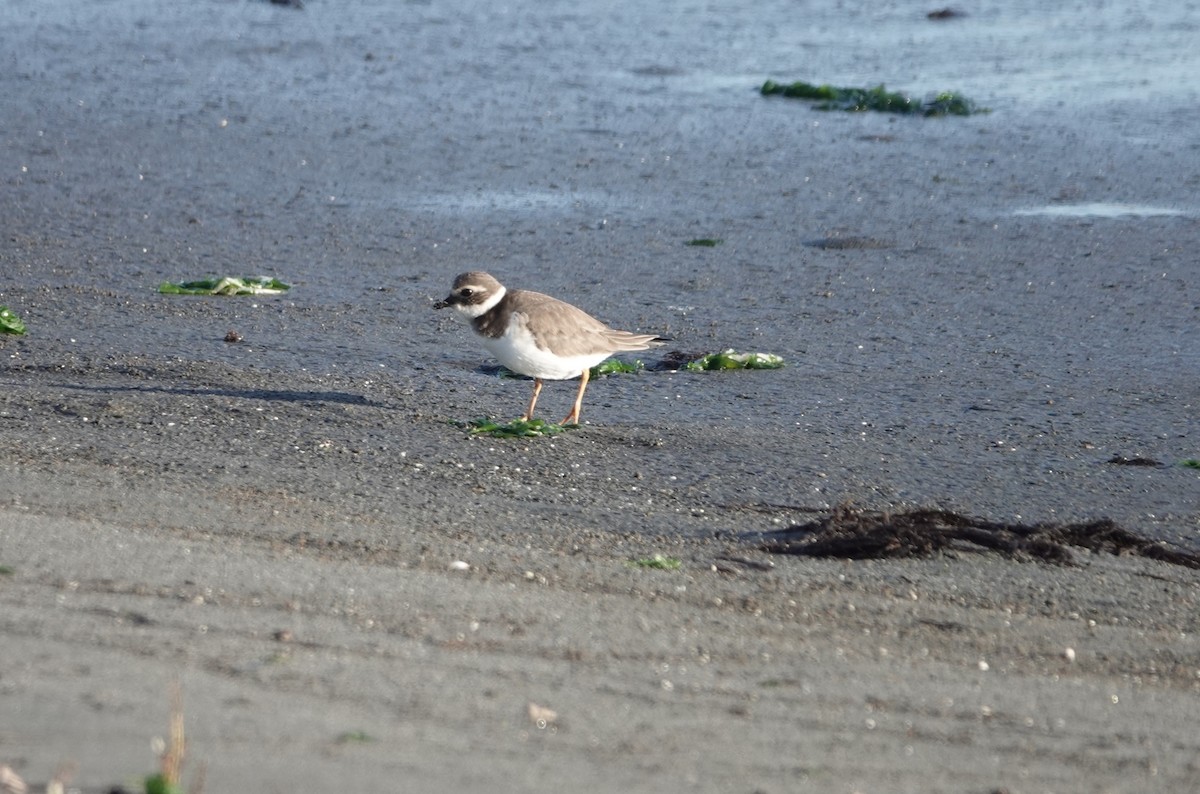 Хүзүүвчит хиазат - ML645947259