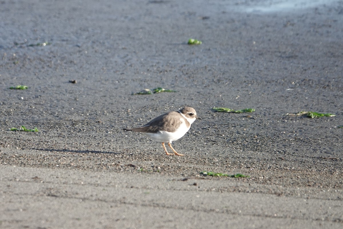 Хүзүүвчит хиазат - ML645947260