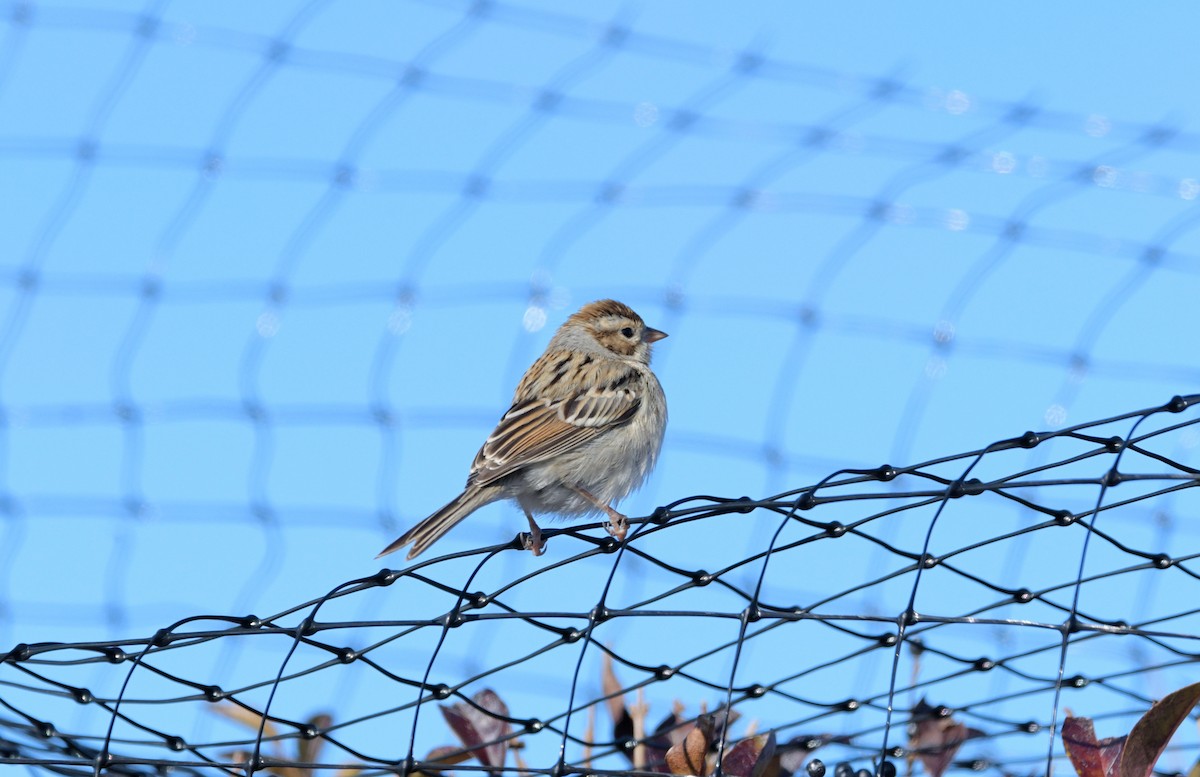 Clay-colored Sparrow - ML645947263