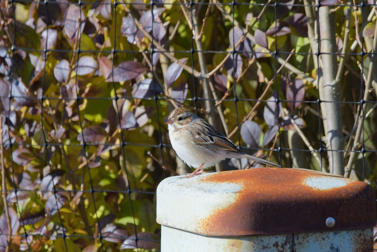 Clay-colored Sparrow - ML645947264