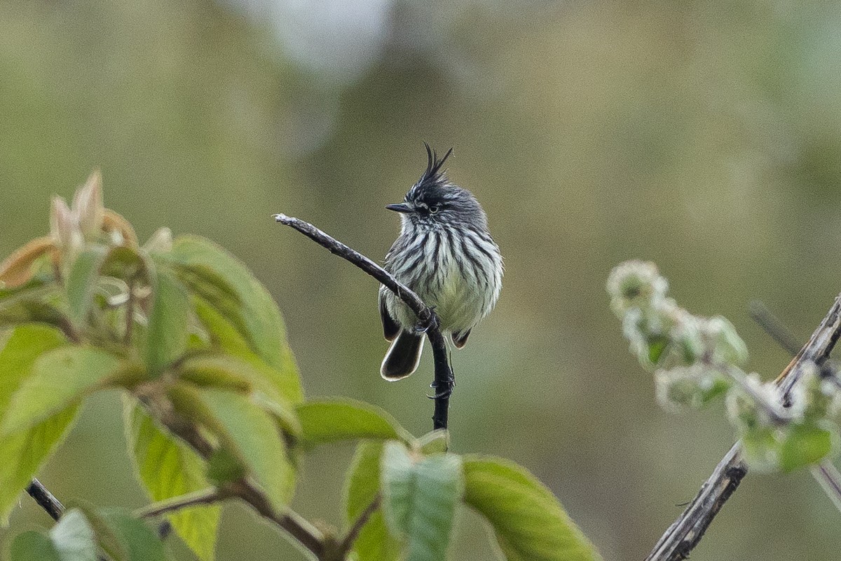 Tufted Tit-Tyrant - ML645947267