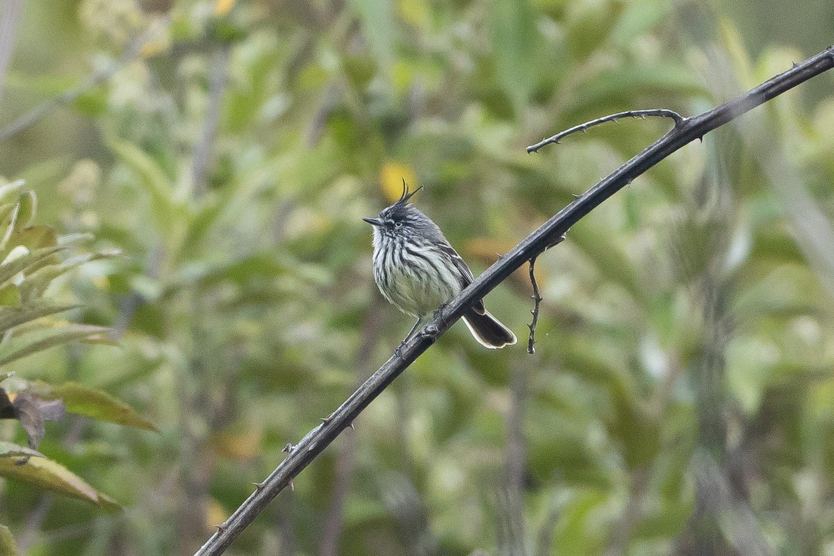Tufted Tit-Tyrant - ML645947268