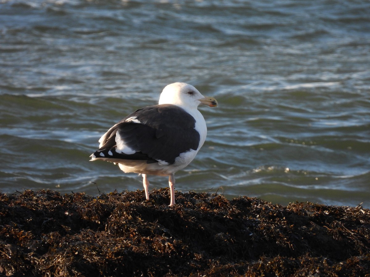 racek mořský - ML645947269