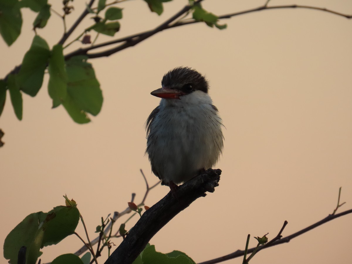 Striped Kingfisher - ML645947270
