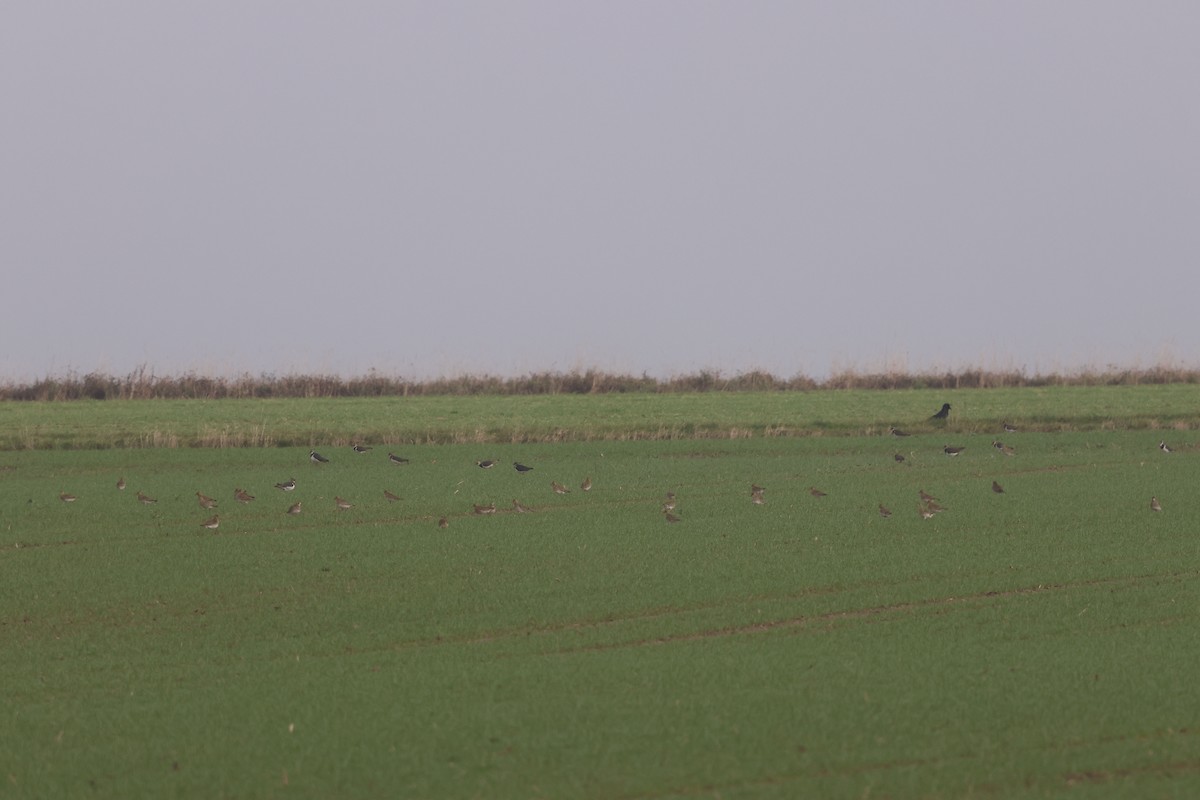 European Golden-Plover - ML645947274