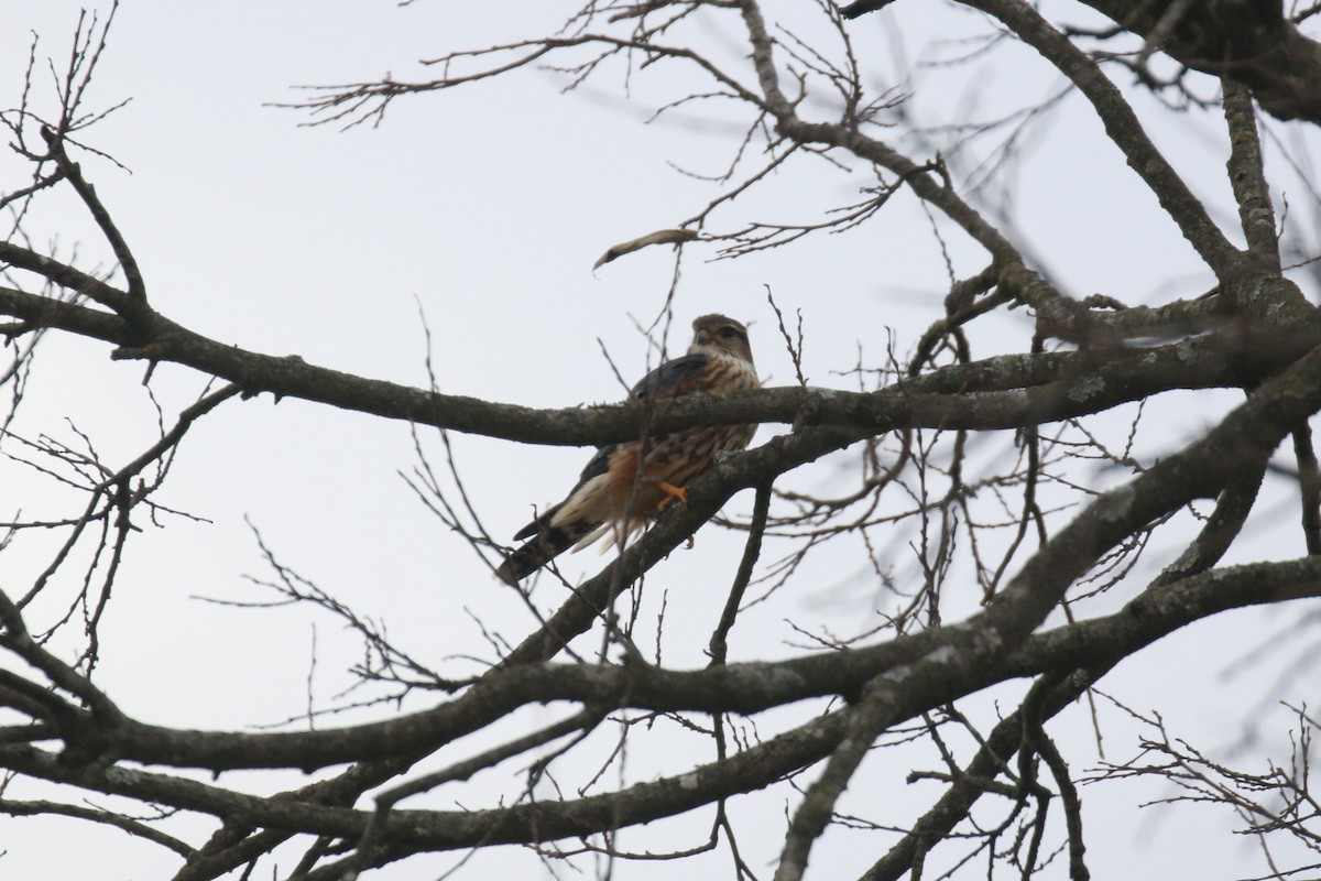 Merlin - ML645947276