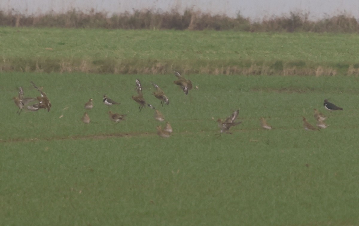 European Golden-Plover - ML645947277