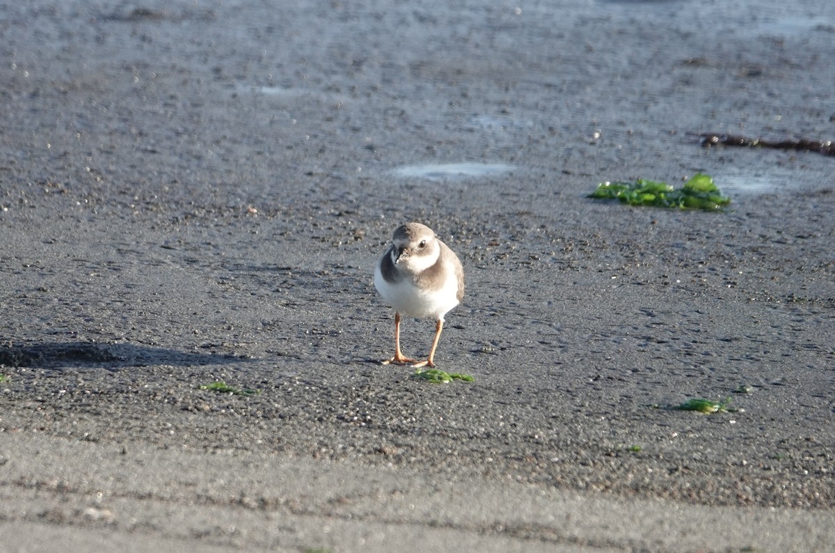 Хүзүүвчит хиазат - ML645947278