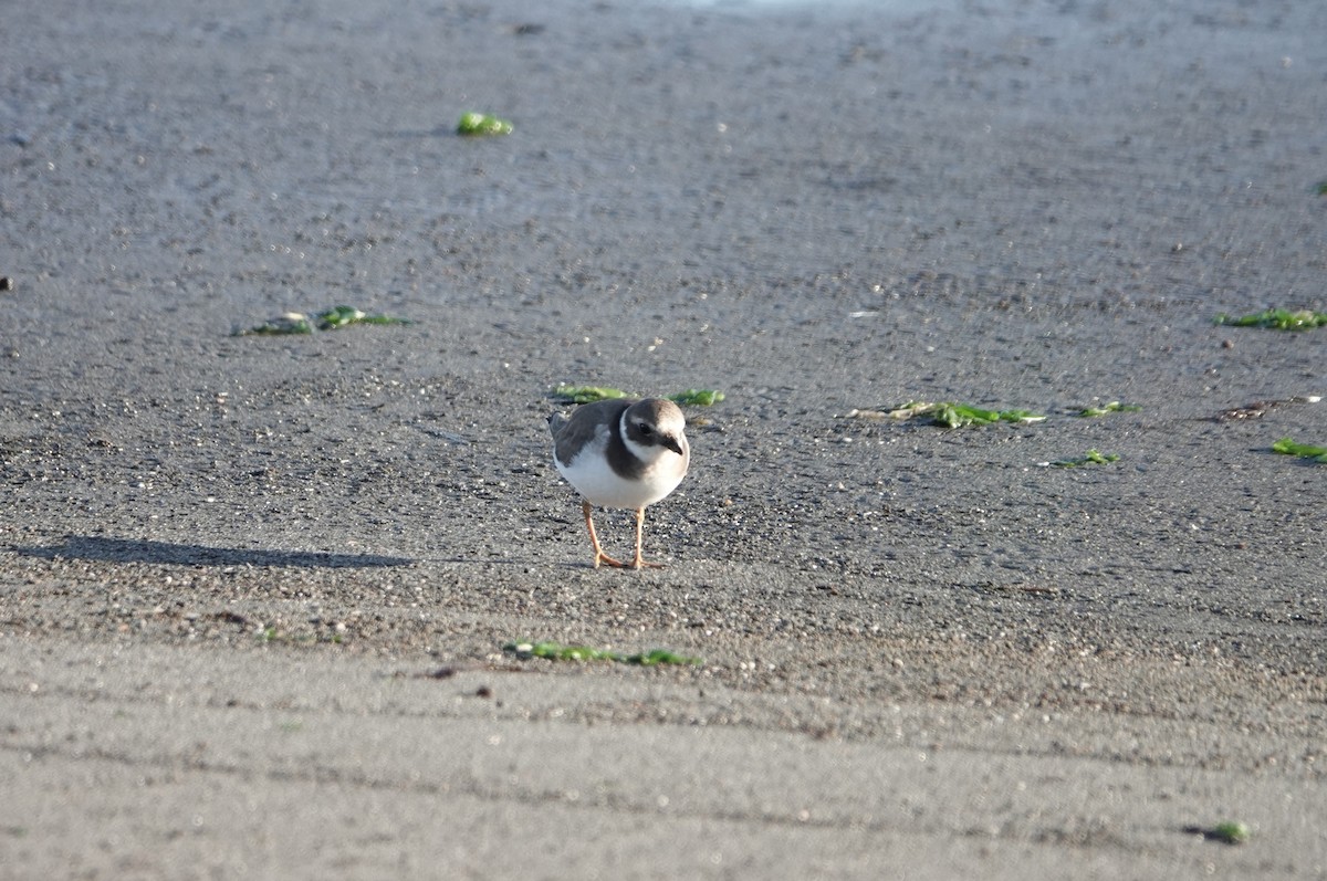 Хүзүүвчит хиазат - ML645947280