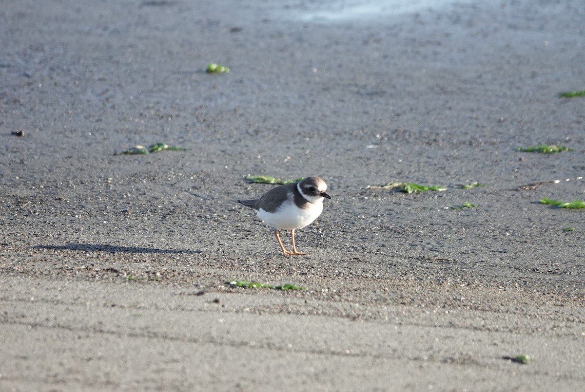 Хүзүүвчит хиазат - ML645947281