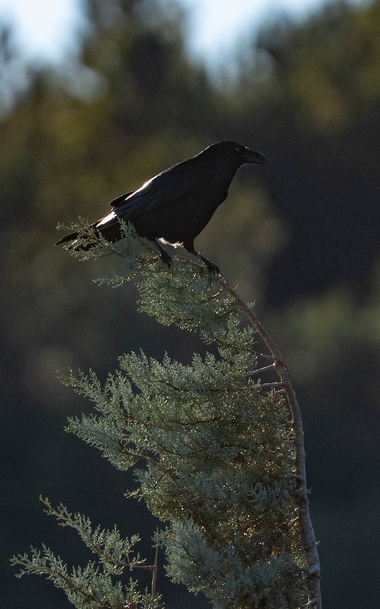 Common Raven - ML645947282