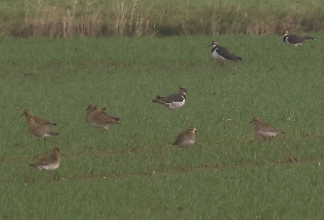 European Golden-Plover - ML645947283