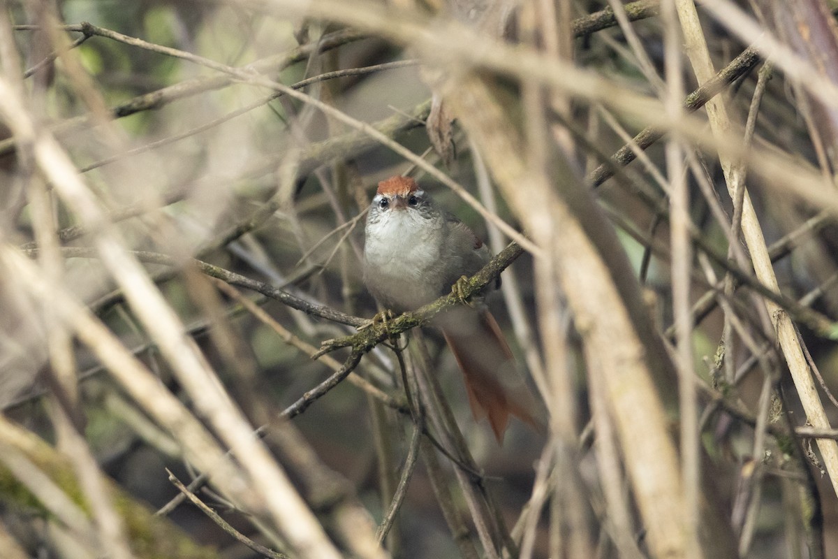 Line-cheeked Spinetail - ML645947286